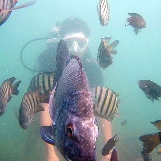 SCUBA DIVING IN TARKARLI